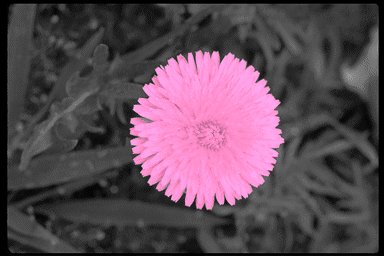 pink dandelion
